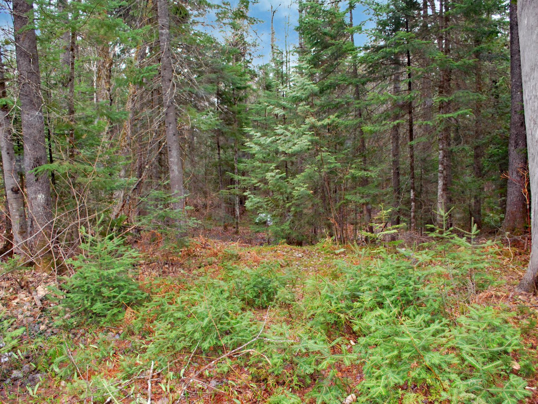 Terre/Terrain