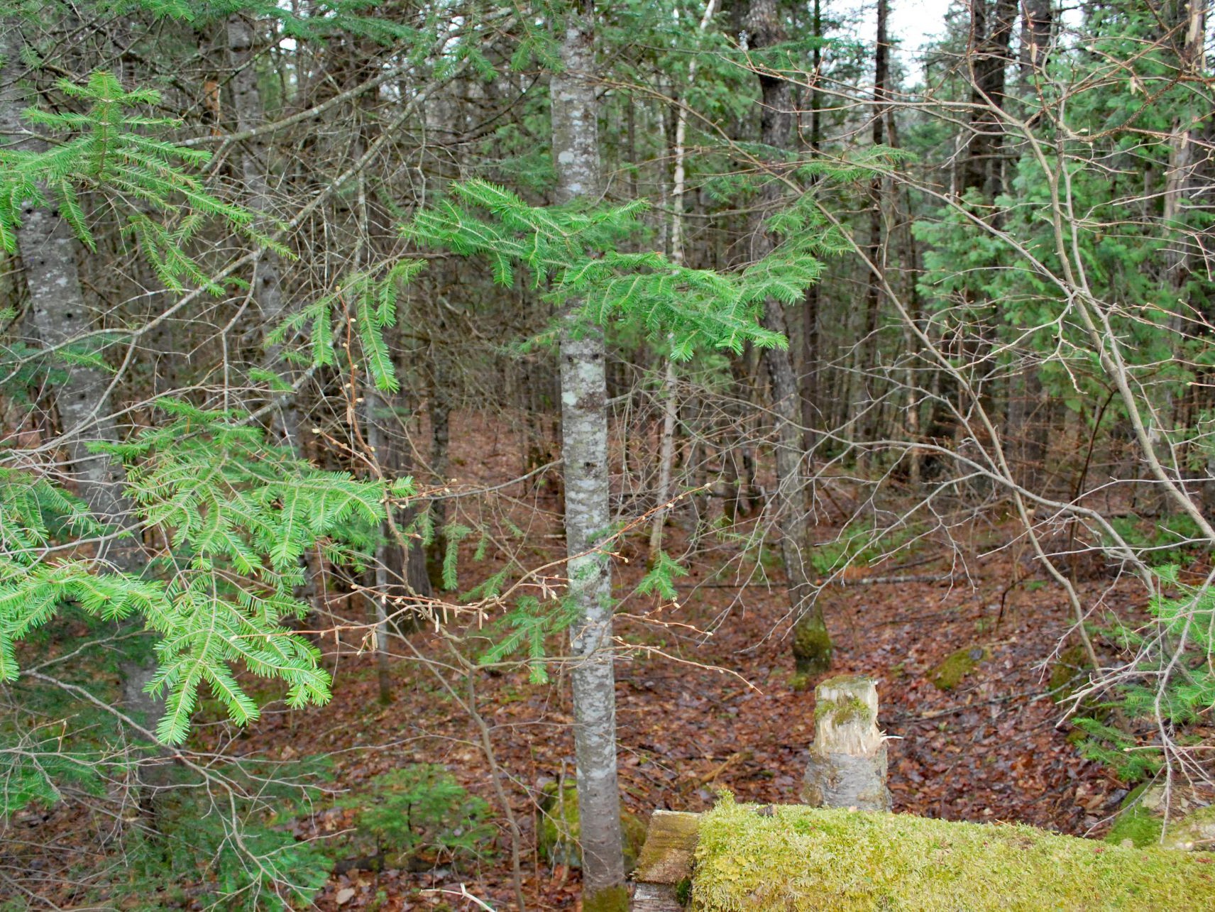 Terre/Terrain