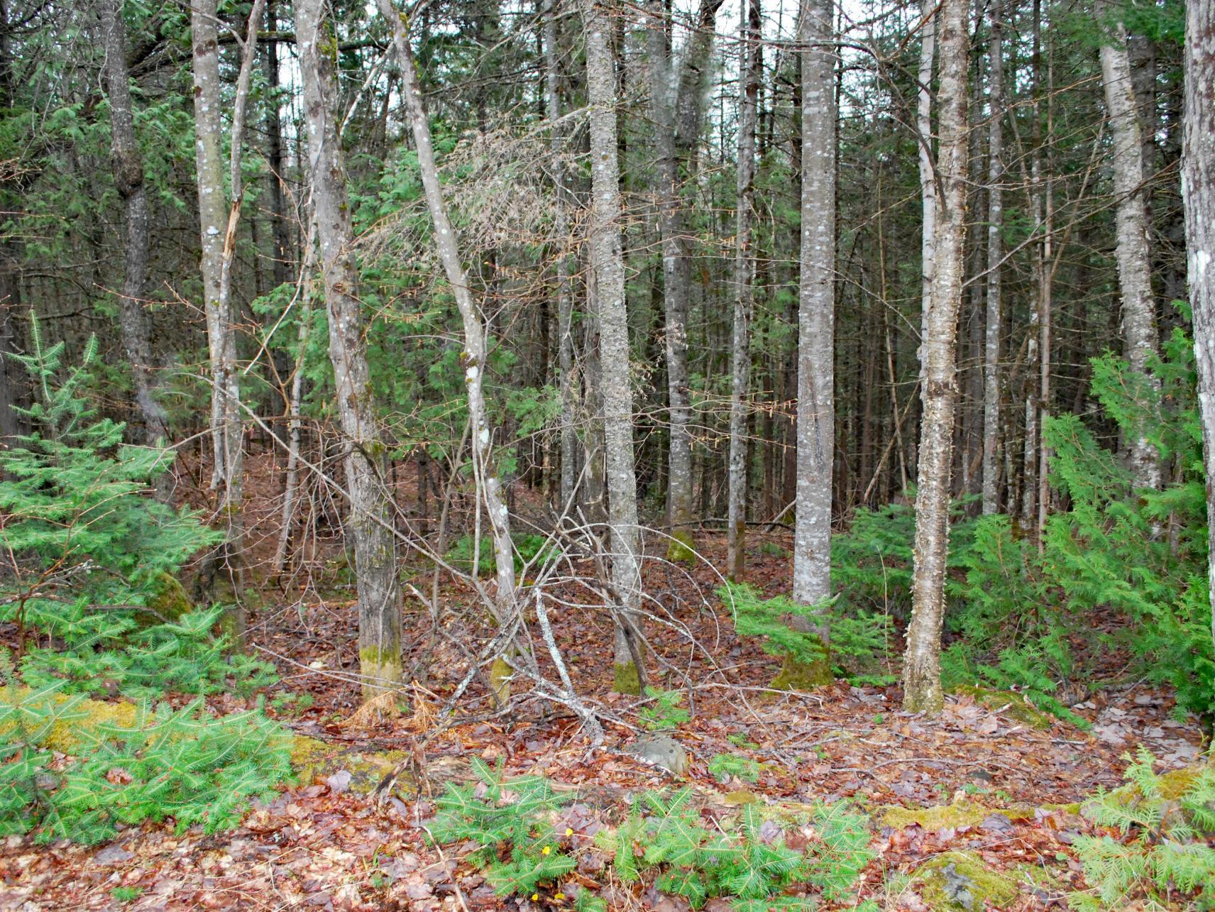 Terre/Terrain
