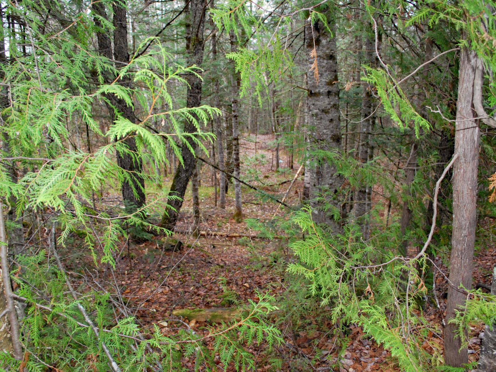 Terre/Terrain