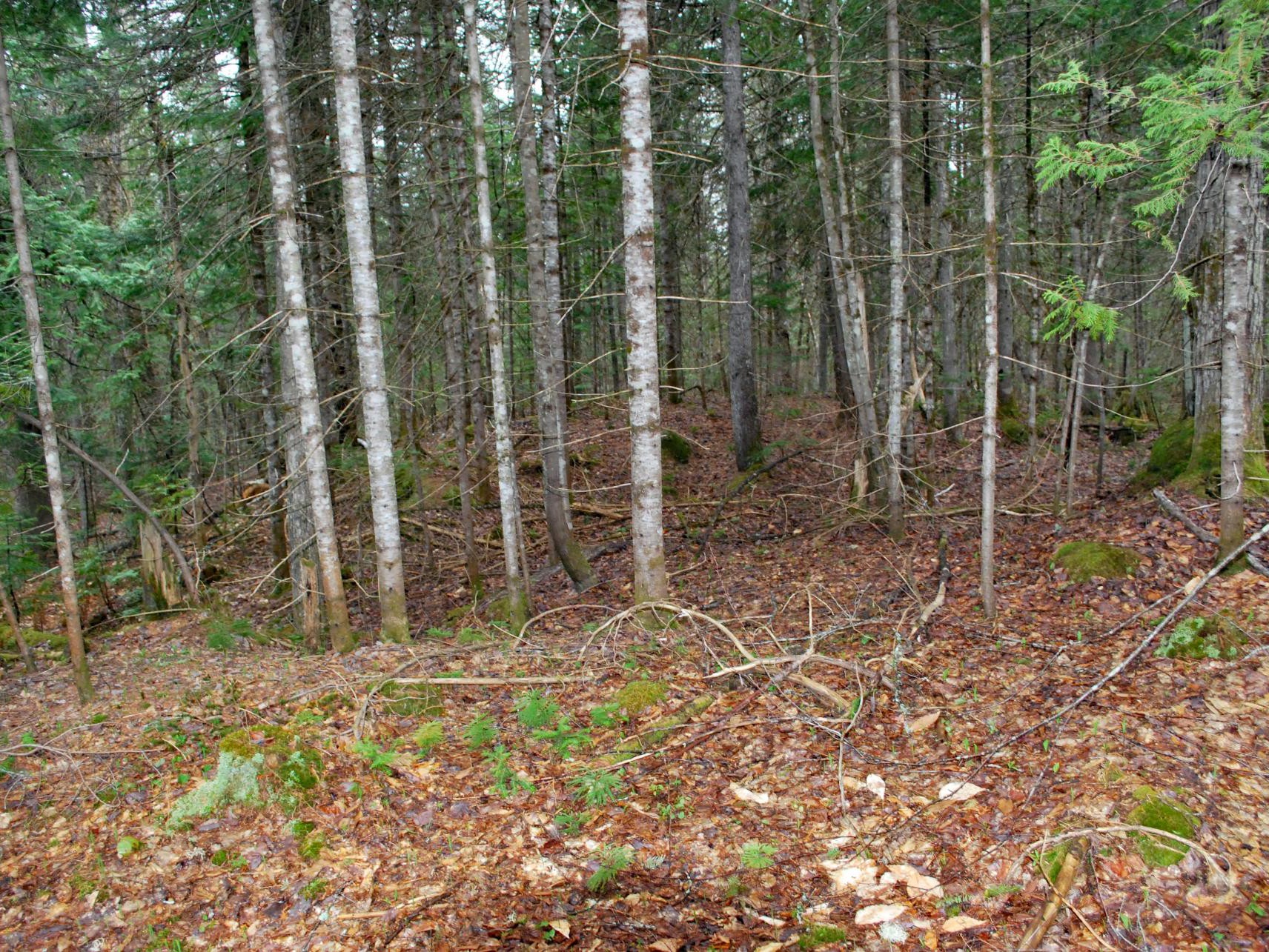 Terre/Terrain