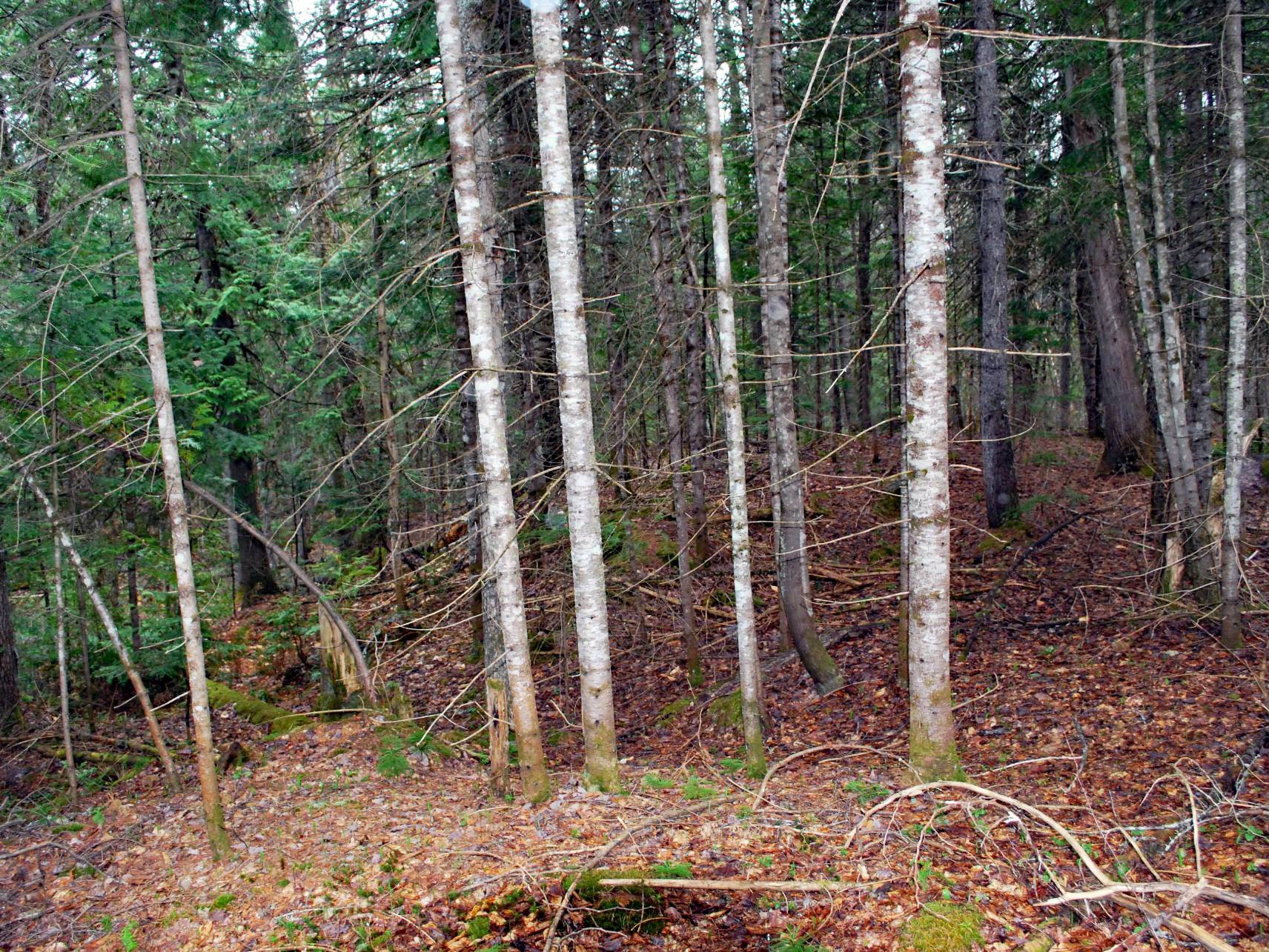 Terre/Terrain