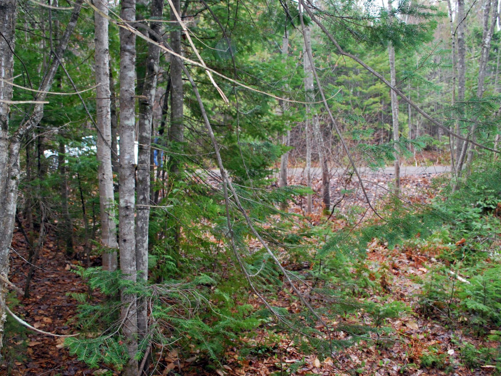 Terre/Terrain