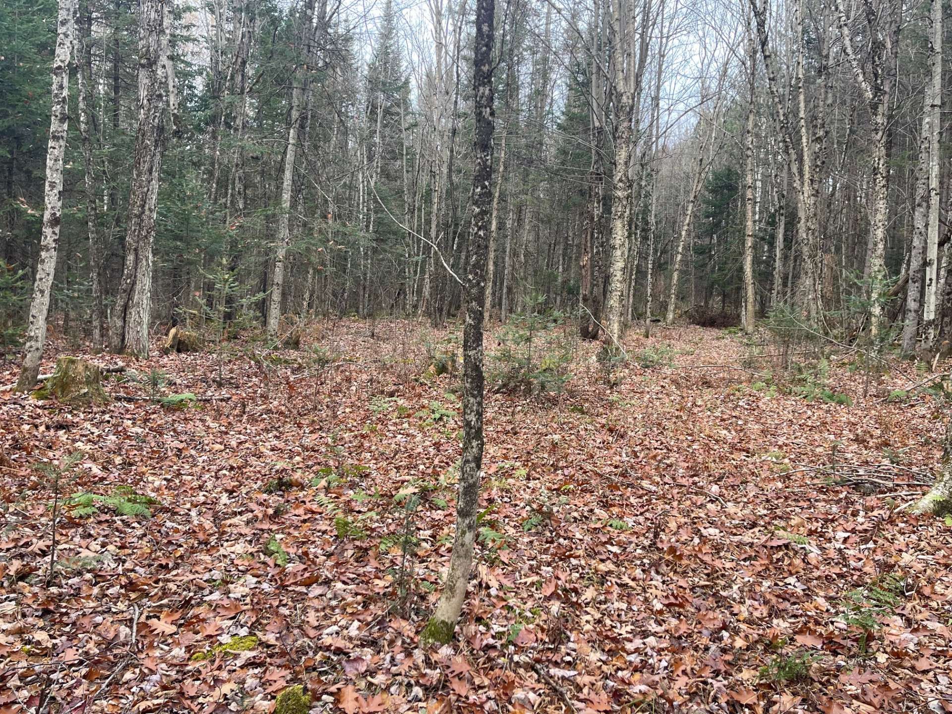 Terre/Terrain