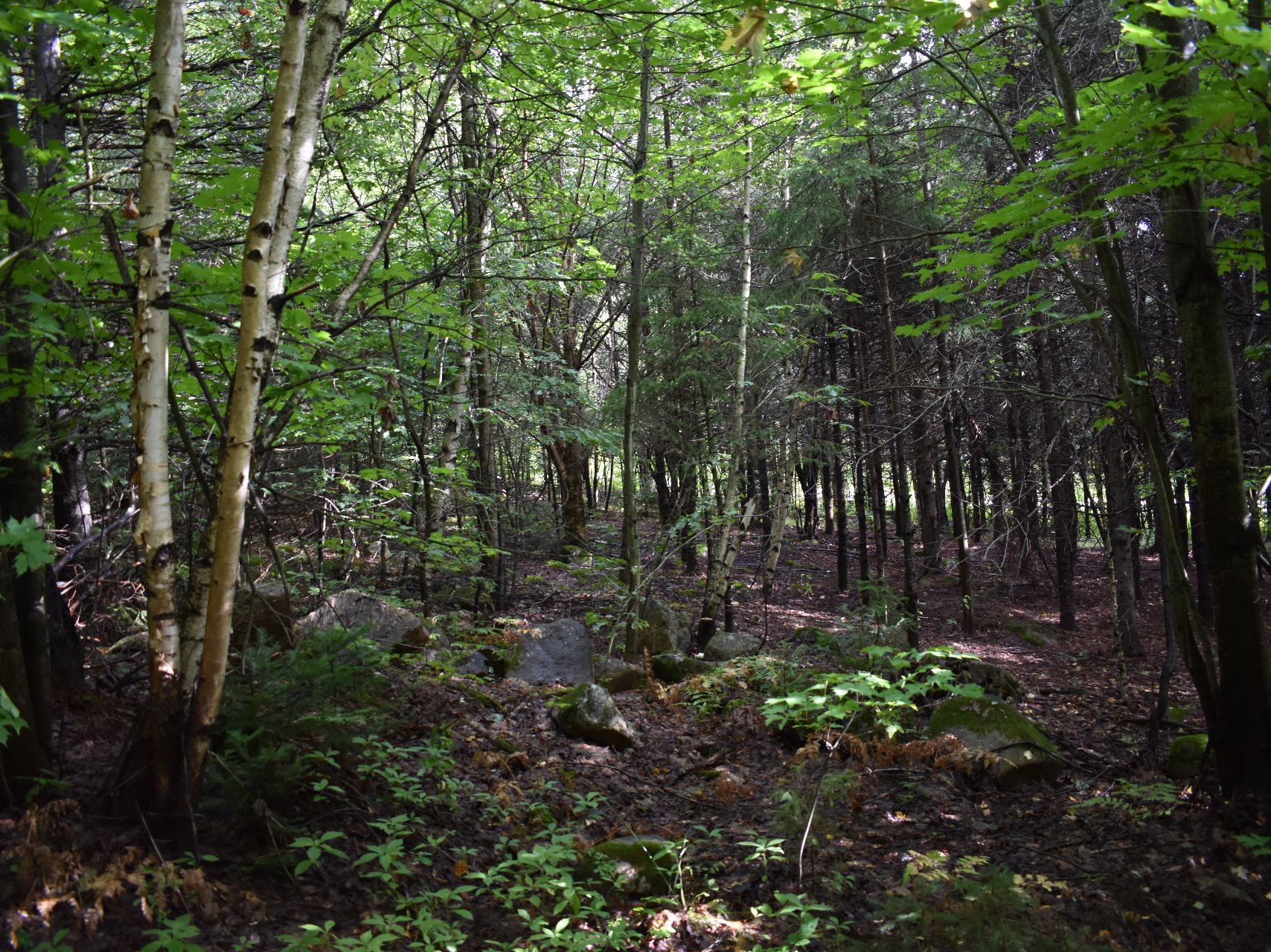 Terre à bois