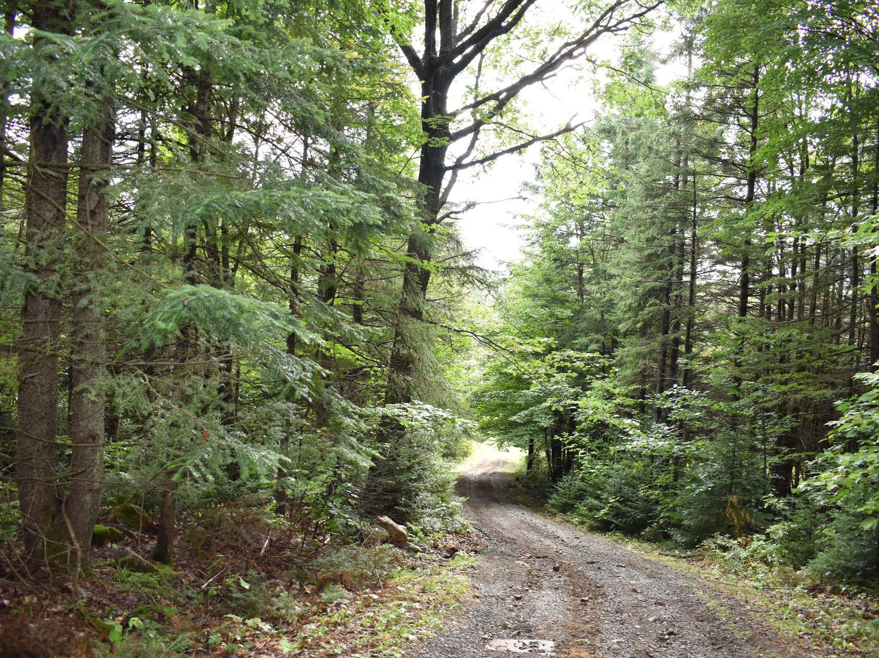 Terre à bois