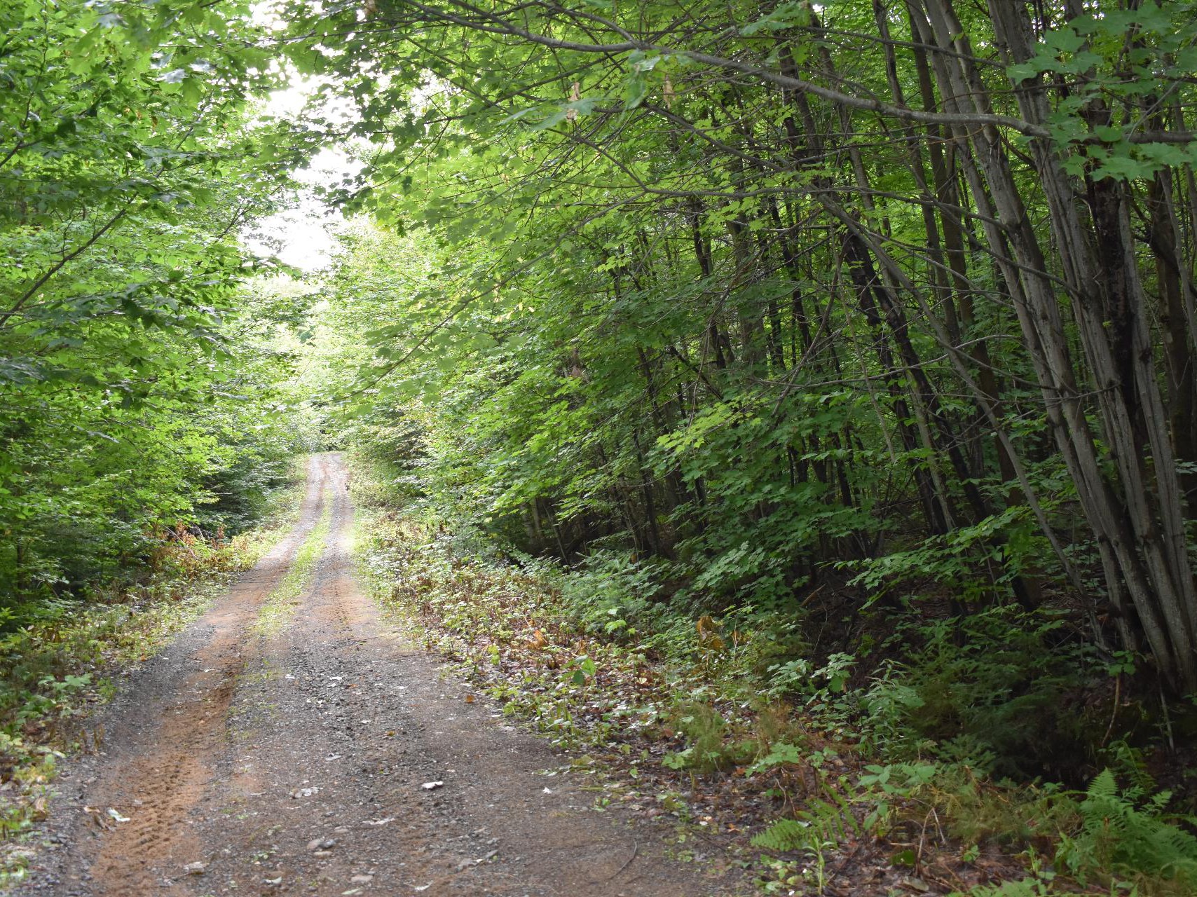 Terre à bois