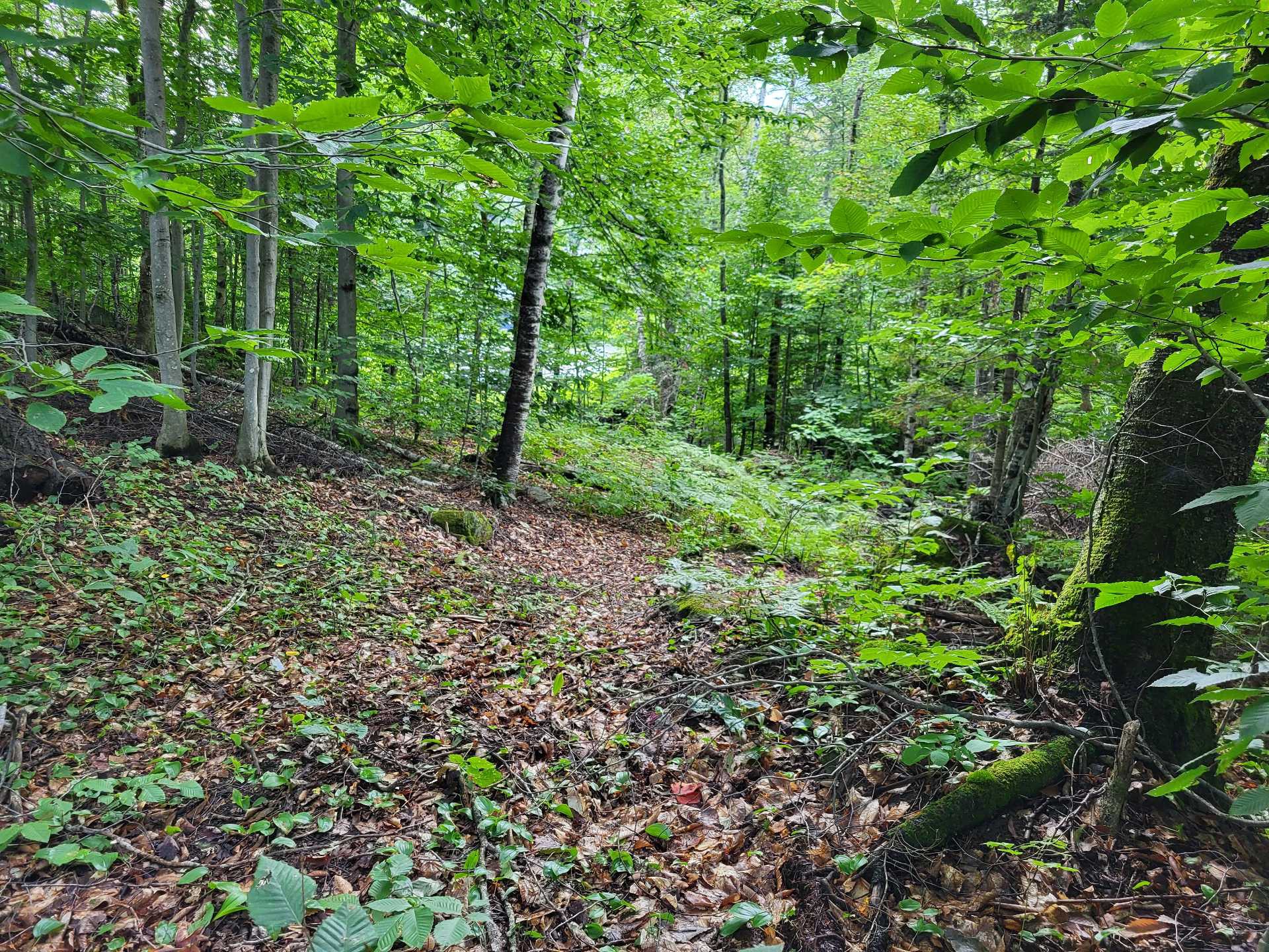 Chemin à construire