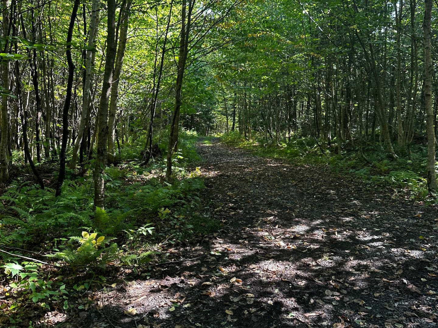 Terre à bois