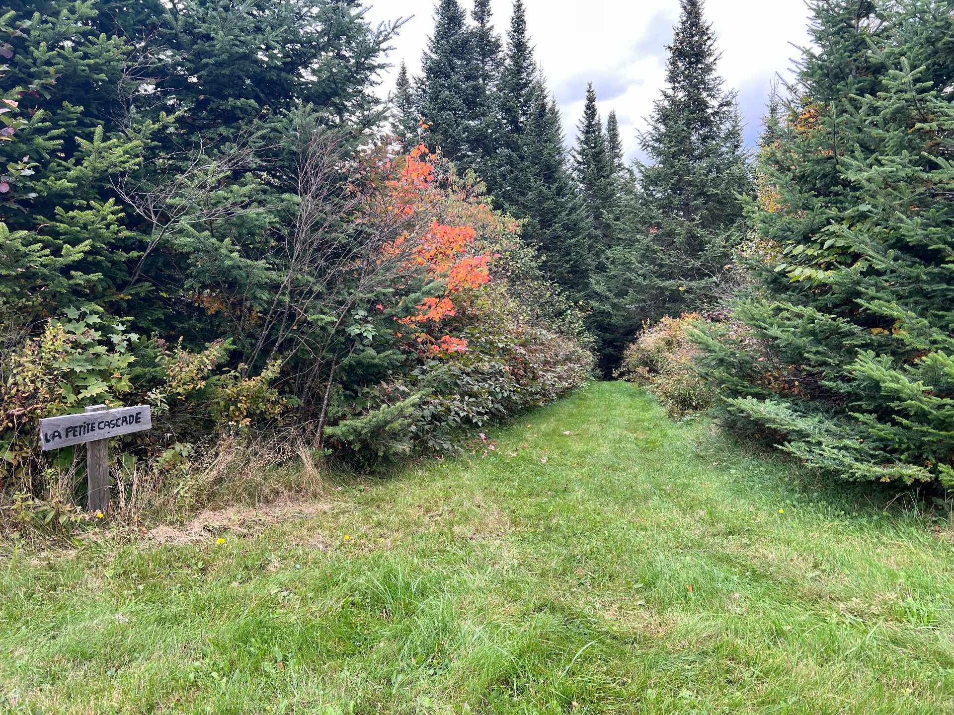 Terre à bois