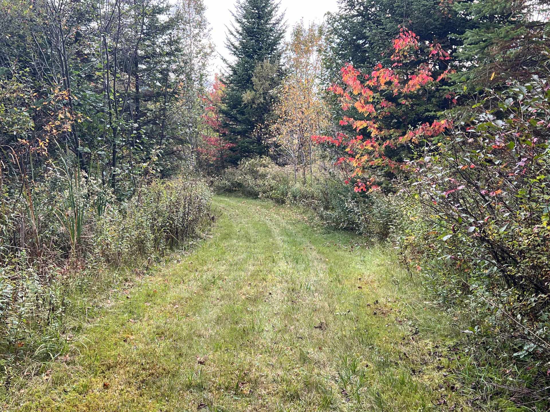 Terre à bois