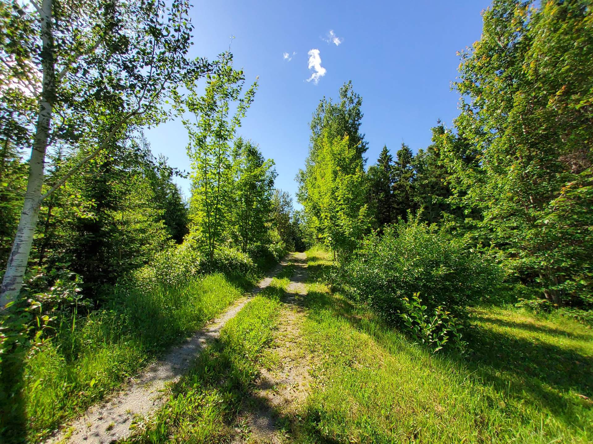 Terre à bois