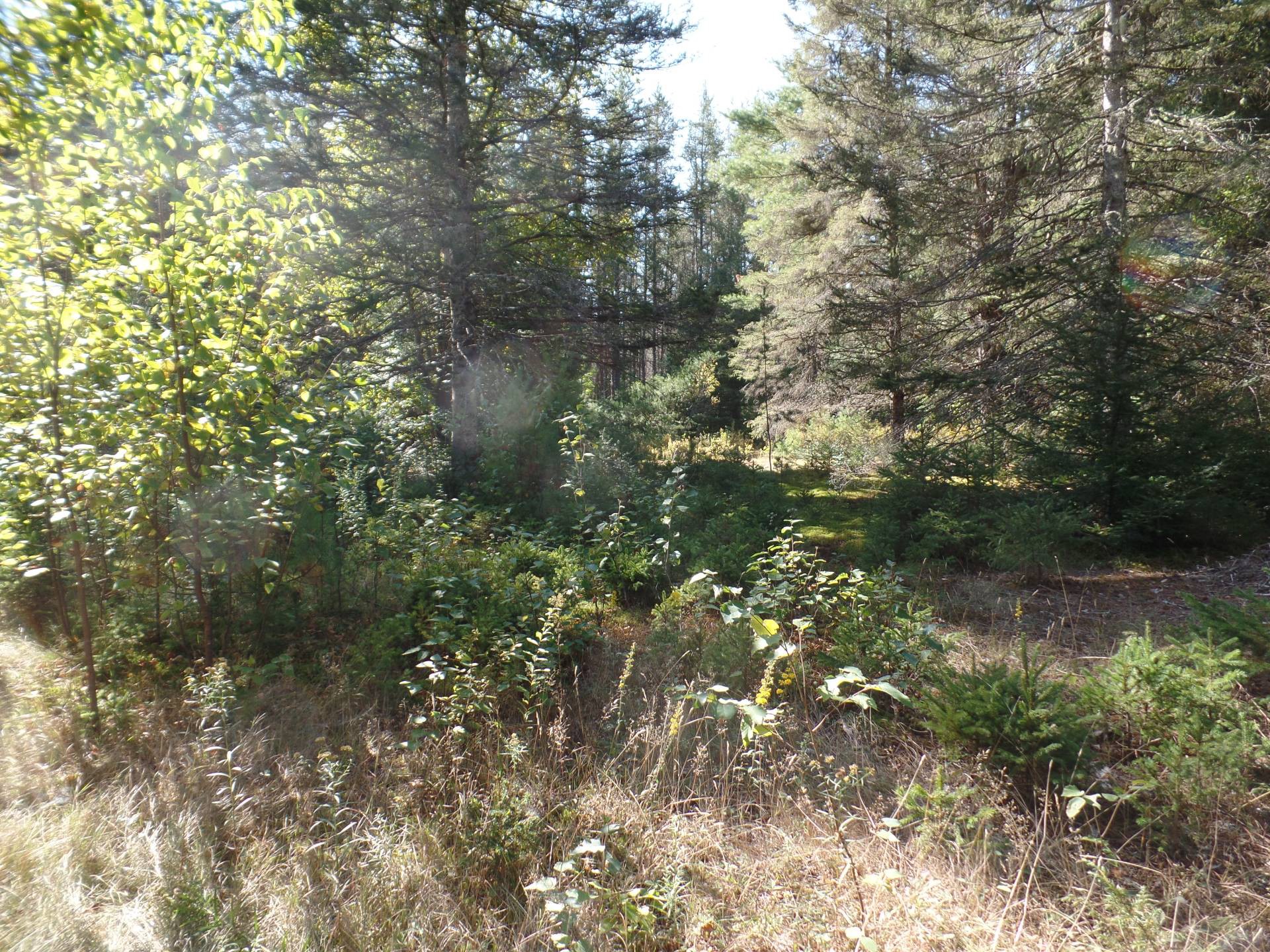Terrain à vendre, Notre-Dame-du-Laus