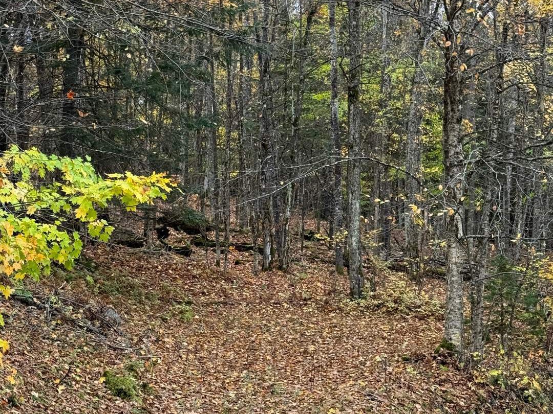 Terre/Terrain