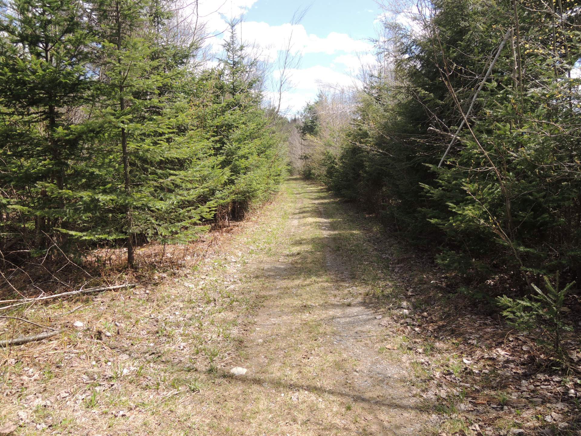 plantation sentier