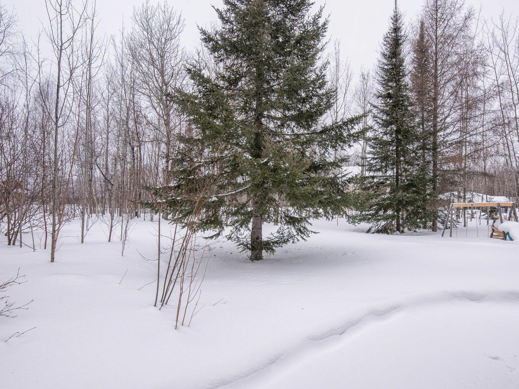 Avec arbres matures