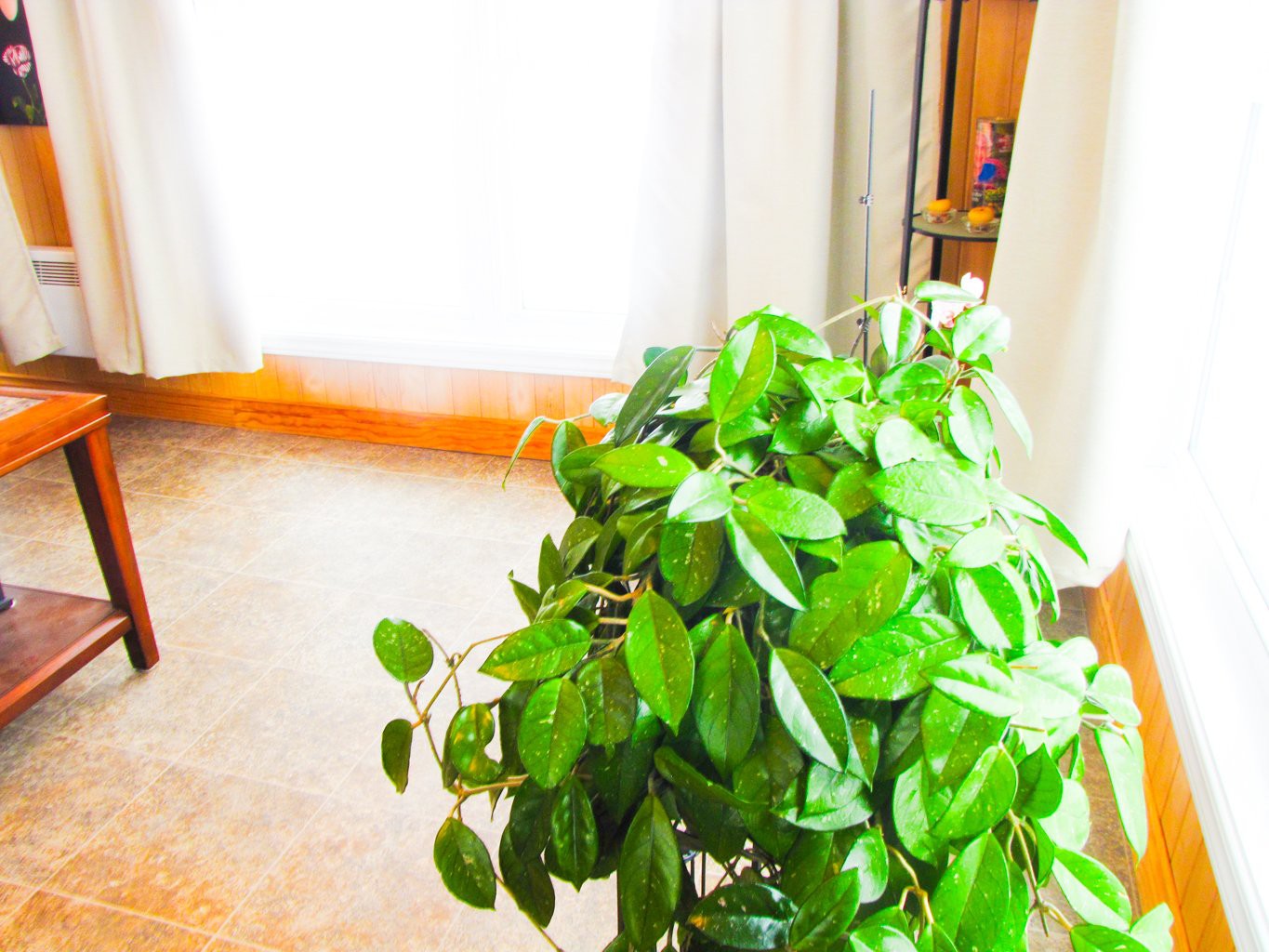 Solarium/Verrière